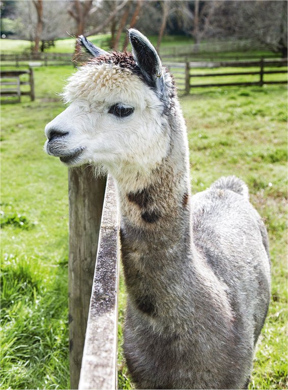 Mobiele Kinderboerderij te boeken bij www.kwekel-evenementen.nl